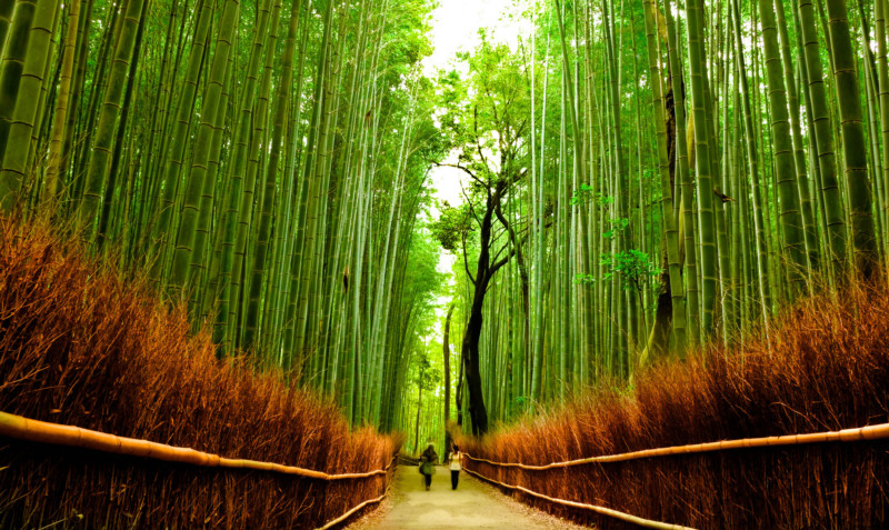 Kyoto Bamboo Grove